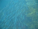 Another School of Sardines (More of them and longer)