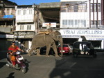 elephant in middle of road.JPG