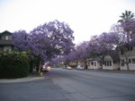 Purple-treed flowers in Pasadena