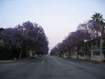 more purple-flowered trees in Pasadena (same trees)