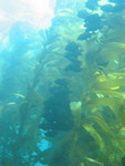 School of fish - imitating Kelp?