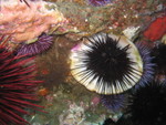 Sea Urchin anchored to a shell