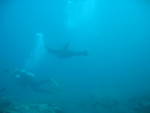 Sea Lion dancing around a diver