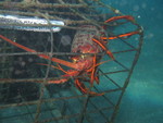 Lobster, in somebodys trap!