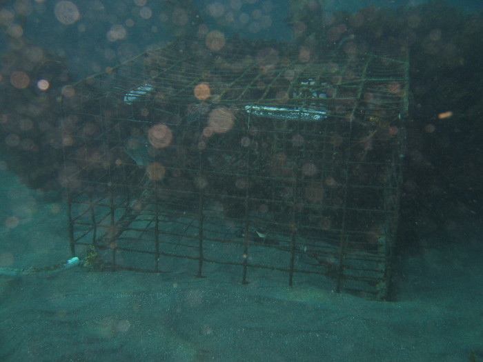 Lobster cage