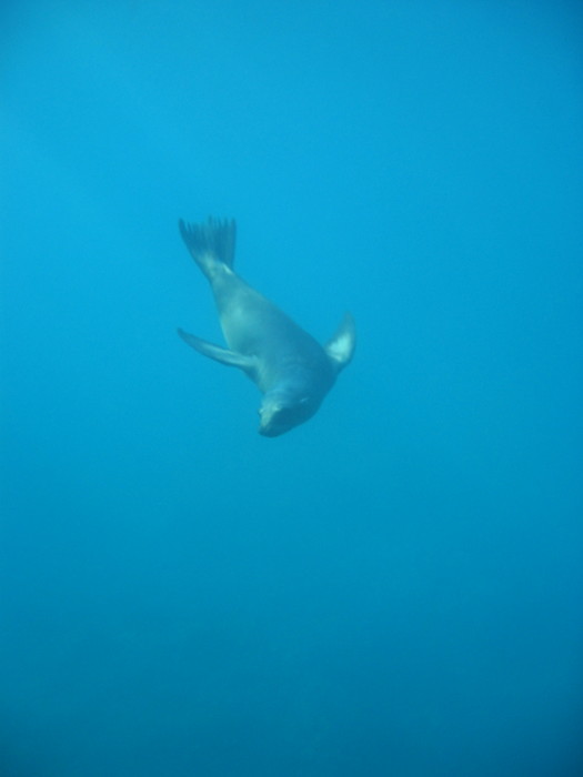Sea Lion, diving down...