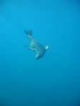 Sea Lion, diving down...