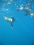 Sea Lions, chasing us back to the boat