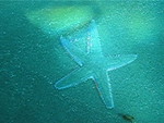 Star, walking along the bottom: contemplates eating some Kelp.  Very COOL!