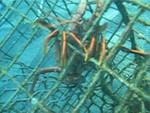 Lobster in trap: video