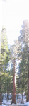 sequoia_pan1.jpg