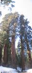 sequoia_pan2.jpg